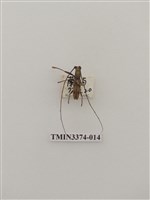 藏品(五星白天牛)的圖片